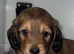 READY NOW - Long Hair Miniature Dachshund