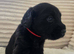 7 Labradoodle puppies