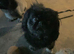 Black & Fawn 19 month old Pekingese