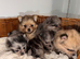 Miniature Russian Pomeranian Puppies Available