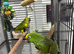 Amazon parrot