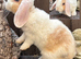 Young Mini Plysh Lops available. Hypoallergenic fur.