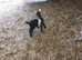 4 Pygmy Goats for sale