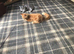 Maine coon kitten