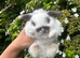 XxxTiny Baby Bunnys