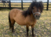 2 Colts And 2 Fillys Dun and Spotted " Mare Miniature Horse