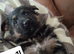 German shepherd puppies