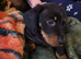 Miniature dachshund puppies KC reg
