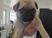 Pug puppies hull area