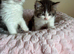 British shorthair x ragdoll