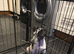 2 Lurcher puppies for sale