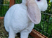 2 young full mini lop plush does for sale