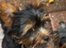Beautiful Girl Yorkshire terrier pups