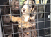 Cocker bitch pups