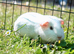 Pure white sow/ female ready to leave
