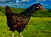 POINT OF LAY HENS AVAILABLE. SOUTH WALES.
