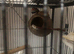 ZEBRA FINCH PAIR