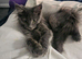 MAINE COON PEDIGREE BLUE BOY KITTEN FOR SALE