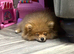 Outstanding Russian tiny Pomeranian puppy 15months