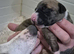 7 stunning kc registered whippet pups