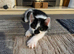 2 male kittens left