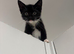 Male kitten