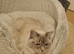 Ragdoll kitten