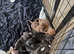 Staffordshire BullTerrier Puppies.