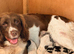 Beautifully marked pedigree springer spaniel puppies