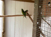 Moustache parrots