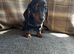 Dachshund