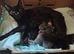 4 Fluffy domestic longhair kittens