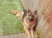 2 German shepherd beautiful puppies