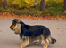 Show type KC Reg Cocker Spaniels from  dna tested parents.