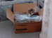 Young female cat for sale