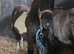 Beautiful chunky coloured filly