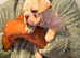KC Registered French Bulldogs