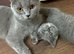 Beautiful Blue Scottish Fold Girl - 20 Months - Neutered