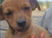 Border terrier X Jack Russell