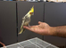 Hand tame cockatiel