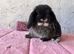 Pure mini lop