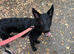 Skye 7 month Sheprador