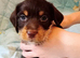 Cocker spaniel X terrier mix puppies