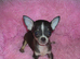 Small Chihuahua puppies 1 Black/tan male 1 Fawn Female