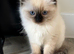 Seal point pedigree ragdoll female