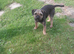Blue and tan K.C. reg dog