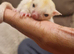 Leucistic Sugar Glider Young Boy