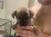 Chihuahua x staffy puppies