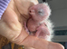 Hand Reared YELLOW THIGHED CAIQUES