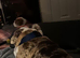 North Yorkshire Based DWKC Registered English Bulldog Stud - Proven Sire